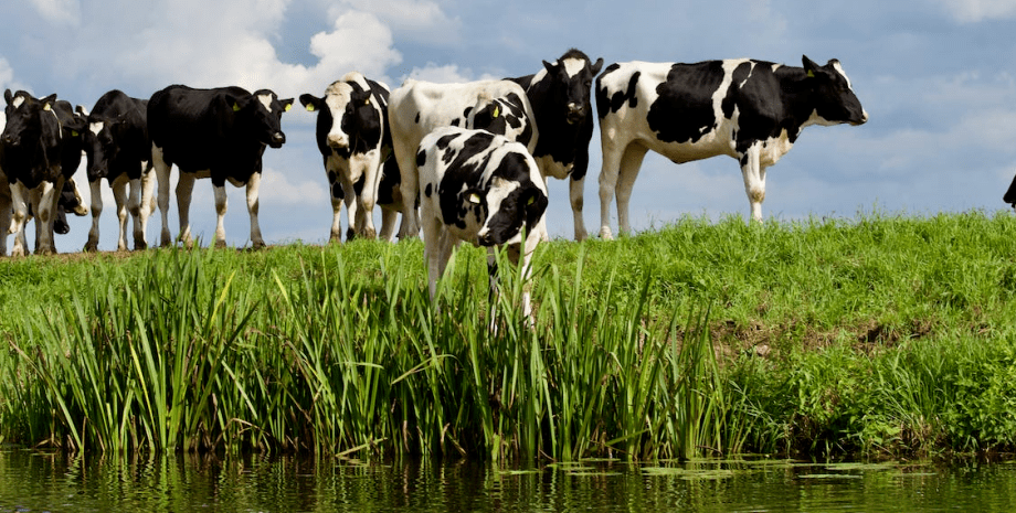 Корови, корови напали на чоловіка, корови напали на 3 людей, найнебезпечніші тварини Британії, затоптали людей, стадо корів