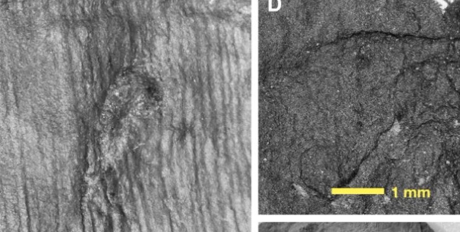 комахи, кладка яєць, перша кладка яєць
