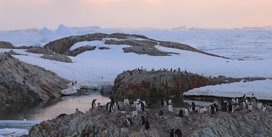пингвины, Антарктида