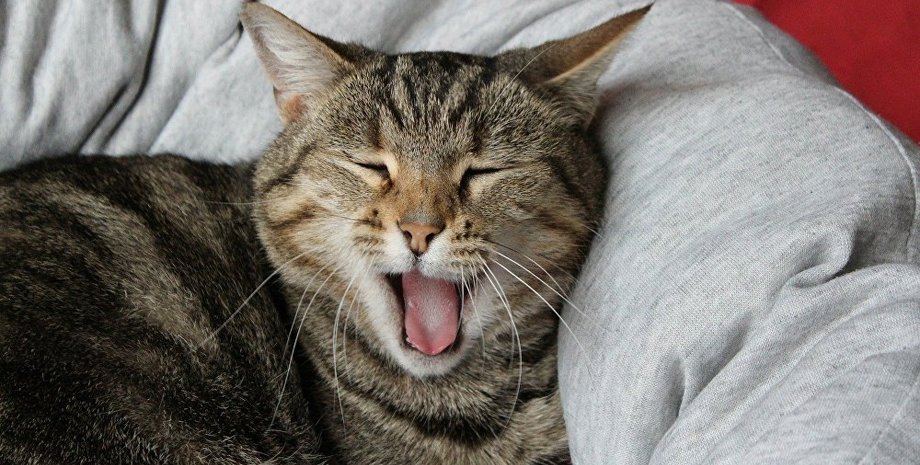 Фото: Спутник Беларусь