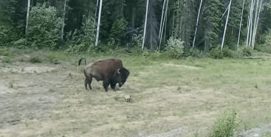 "Гарна спроба": пітбуль переоцінив свої сили, коли вирішив "напасти" на бізона
