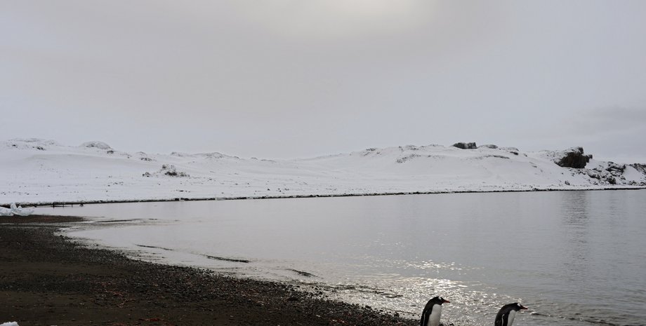 Чили, антарктида, коронавирус, COVID-19