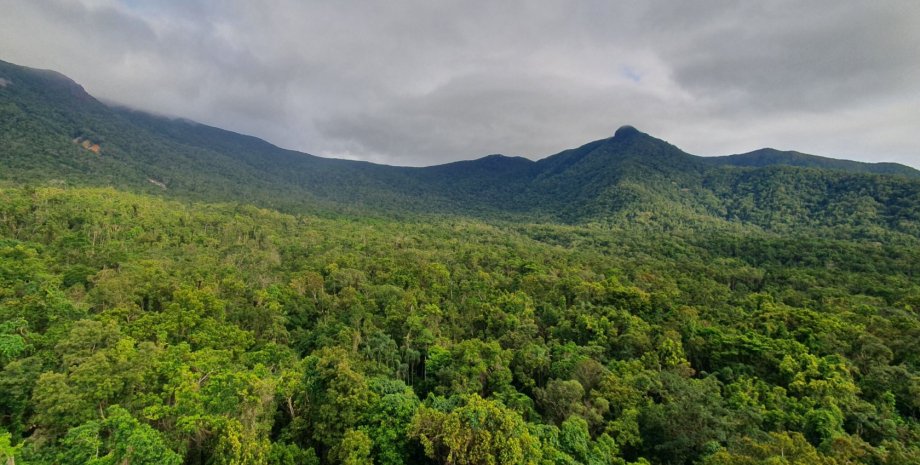 Полог тропічного лісу в обсерваторії тропічних лісів на півночі Квінсленда (Австралія) тропічний ліс, тропічний ліс австралія