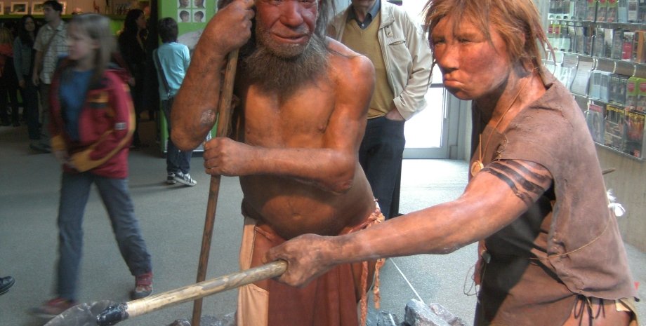 Реконструкция неандертальских мужчины и женщины. Неандертальский музей, Германия. Фото: Wikipedia