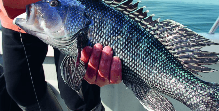 Морський окунь, риба, морський окунь, рибалка, гарпун, рибалка, гарпун, не відпустив улов, пішов під воду, потягла на дно, рибалка помер