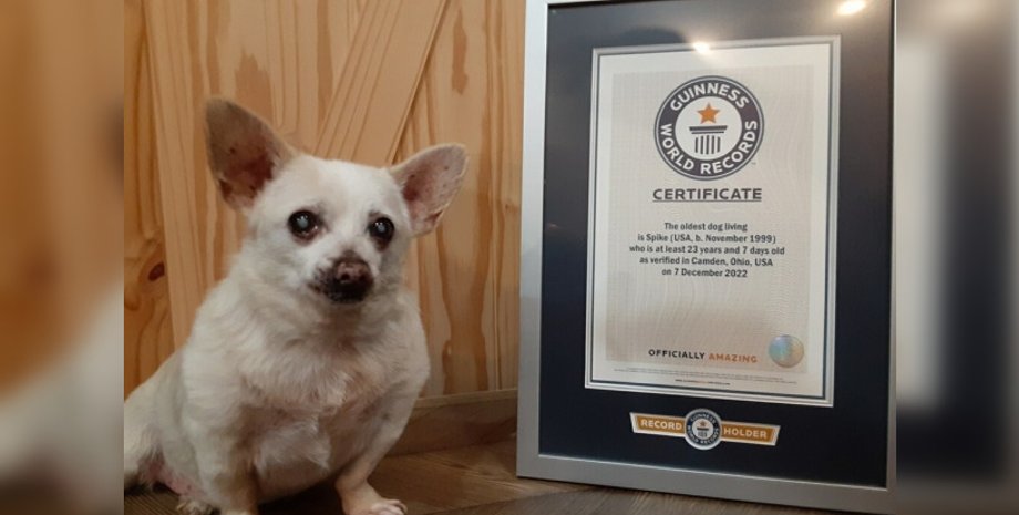 23-летний долгожитель Спайка