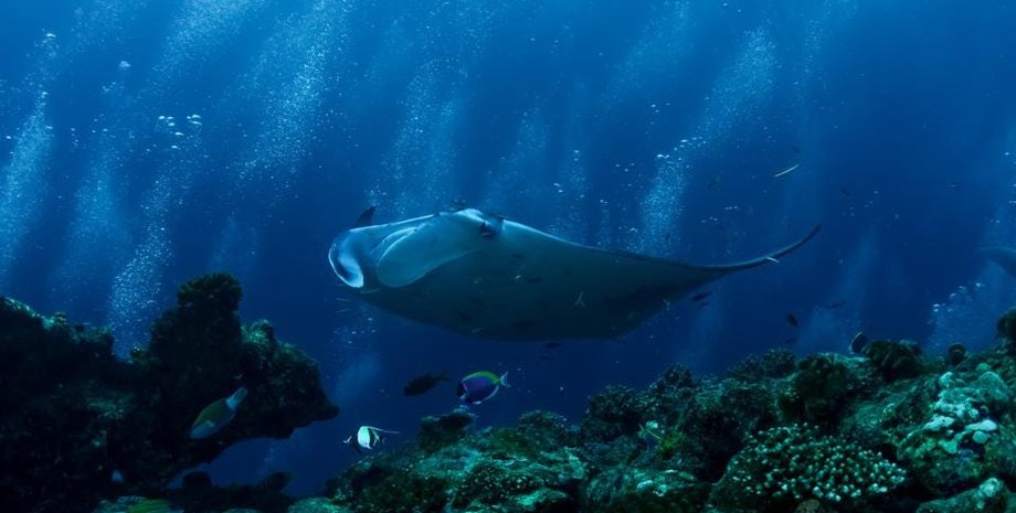 скат, море, вода