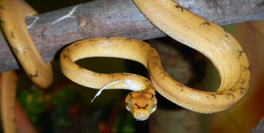 укус змеи противоядие