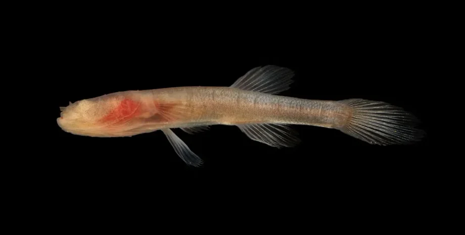 як риби виживають в повній темряві