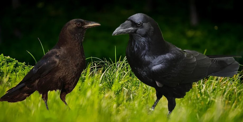ворони, ворон, ворона, птахи