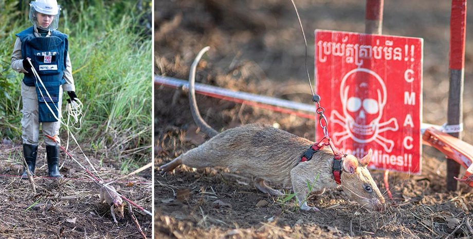 Щур-рекордсмен