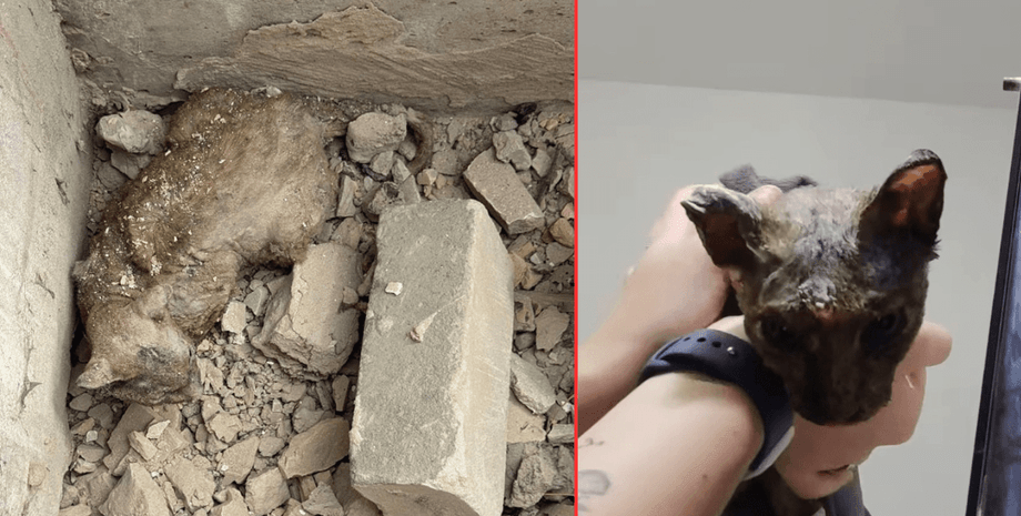 В Киеве спасают обгоревшую кошку, которая пережила обстрел 17 июня