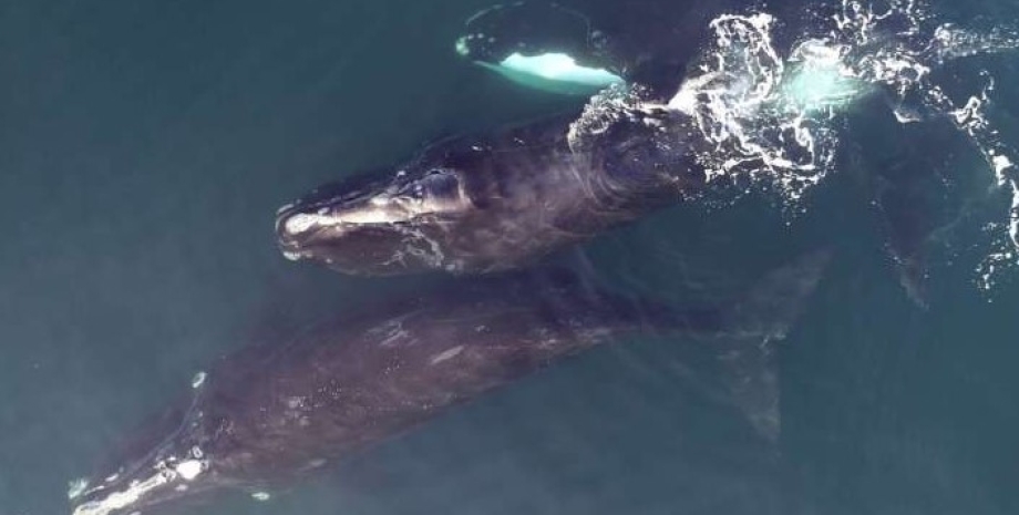киты, североатлантические киты