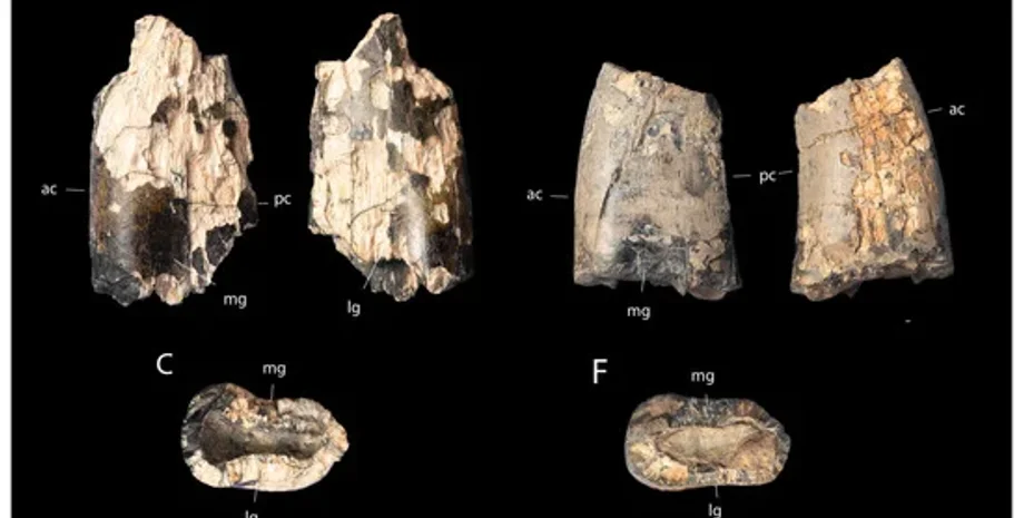 скелет динозавра, дослідження, розкопки, палеонтологія, останки динозавра, новий вид динозавра, тиранозавр
