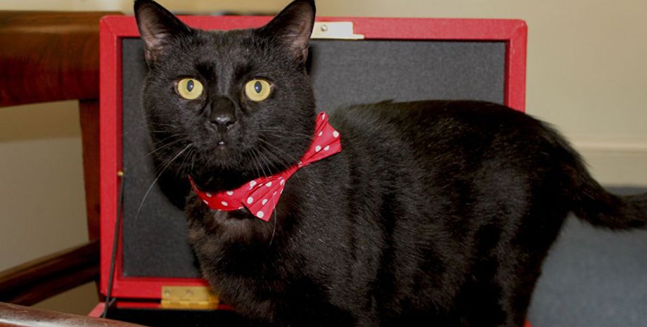 Министерский мышелов Гладстон / Фото: ВВС