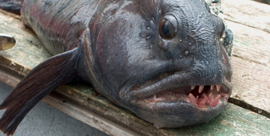 волчий угорь, угреподобная зубатка, Anarrhichthys ocellatus, морская рыба, угорь море, угорь с зубами, морской улов