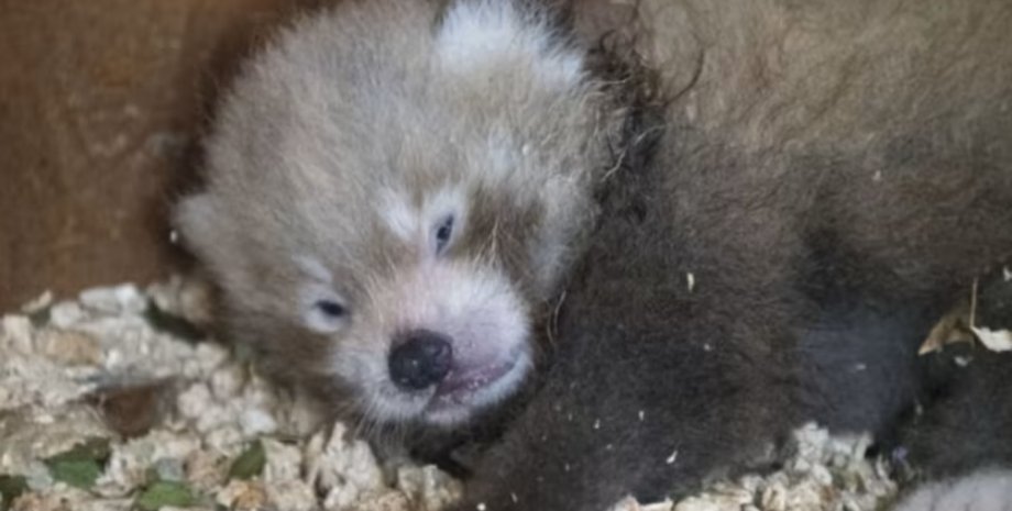 красная панда, детеныш красной панды