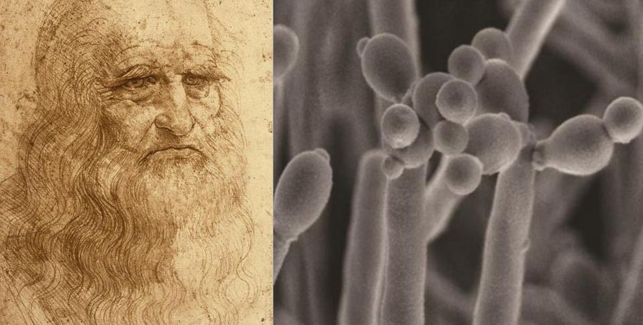 грибы да Винчи