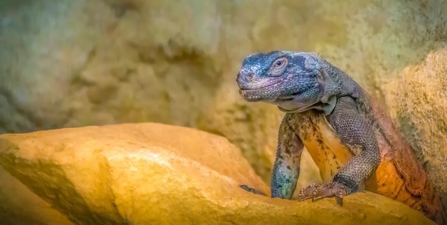 инвазивный вид игуаны