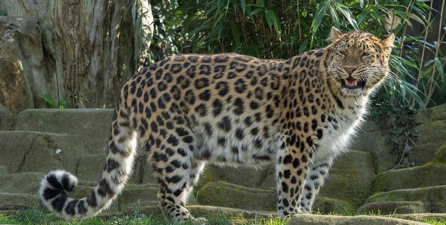 леопард, хижак, тварина, напад, Одеса