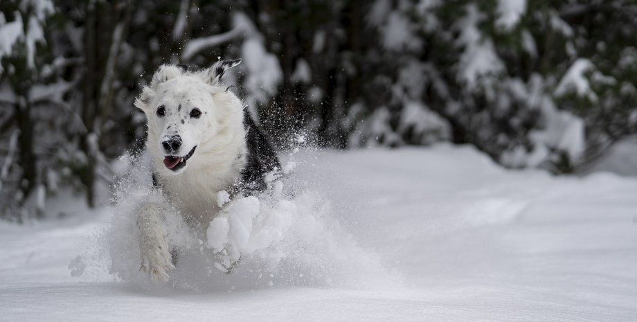 сніг, собака, зима, холод