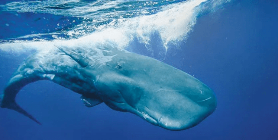 Кашалотов в океане будут искать с помощью приложения для совместных поездок кашалот, кашалот в океане