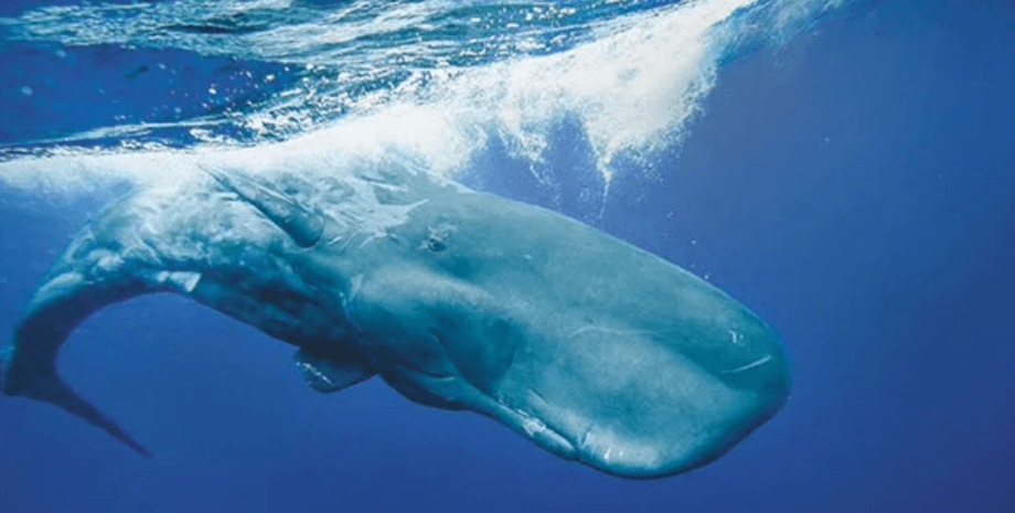 кашалоты, защита ашалотов