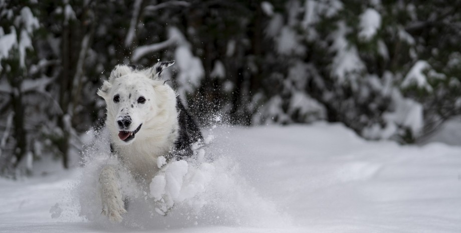 погода погода