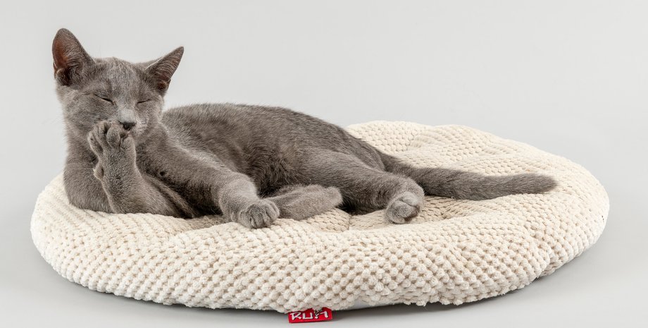 кошка русская голубая