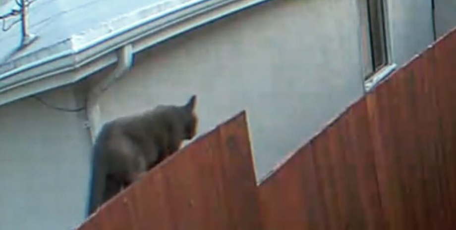 Кота приняли за горного льва в США, ошибка, курьез правоохранителей, животные, звери, домашние любимцы, приколы, фото