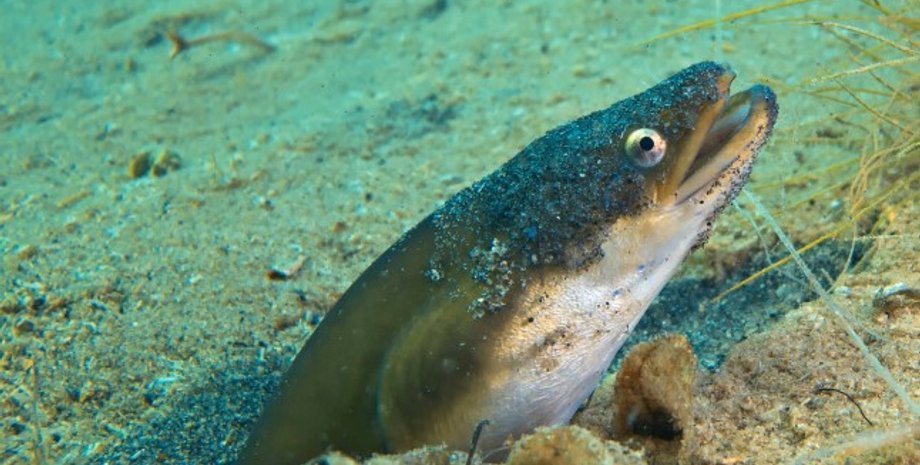 угорь. угри