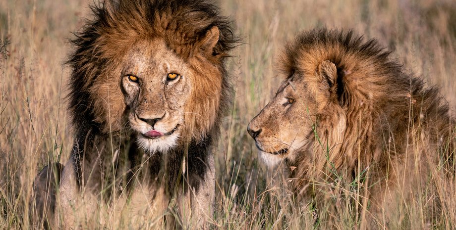 леви, леви хижаки, хижаки леви