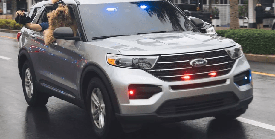 Собака, зірка соцмереж, порода собаки, тварини, собака служить у поліції, офіцер поліції, зірка TikTok, заробив млн