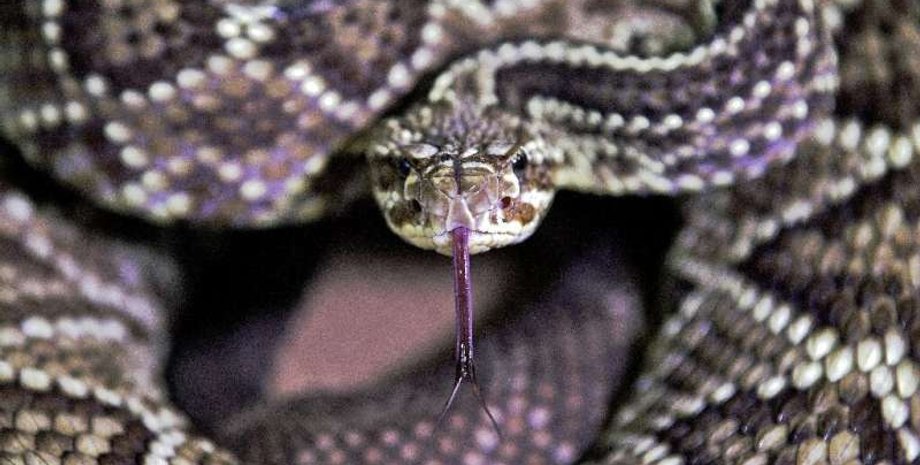 жара, жара и змеи, укусы змей