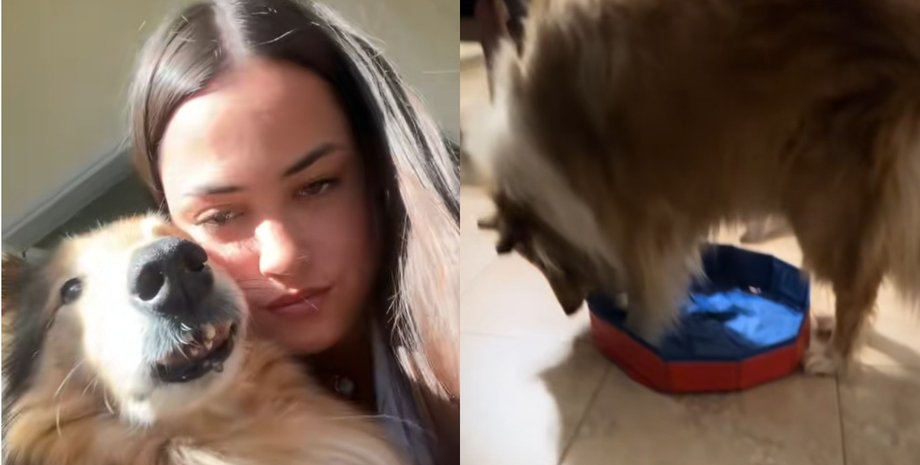 Собака в бассейне, бассейн для собак, колли Джуниор, TikTok видео собака, вирусное видео, курьезная покупка