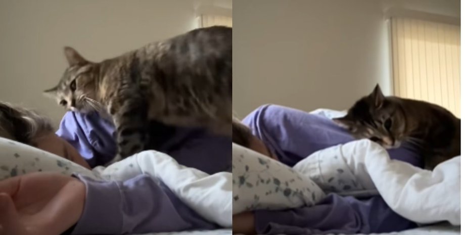 Кошка будит владелицу кошка