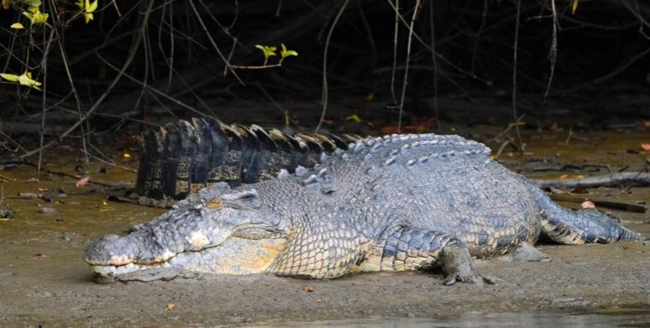 Озеро с крокодилами, крокодил, крокодил напал на мужчину, рептилия, опасный хищник, курьезы, напало животное, укусил,