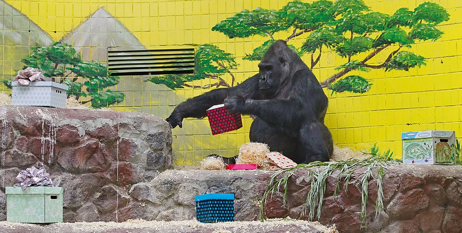 Фото: Getty Images, Кирилл Авдеев