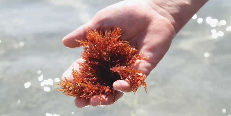 гидрогель, альгинат, живой материал