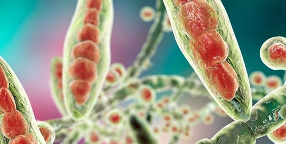 грибок, инфекция, микоз