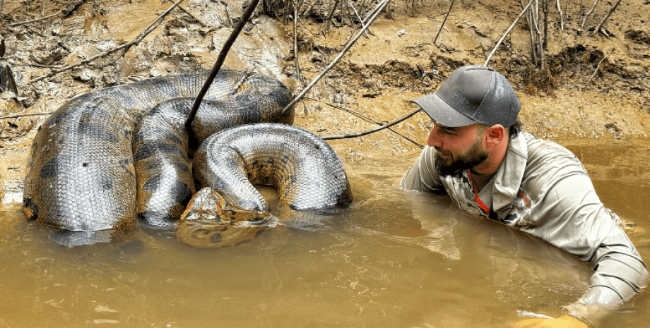 Чоловік поплавав у річці з велетенською анакондою, змія, плазун, рептилія, Амазонка