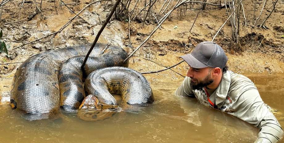 Мужчина поплавал в реке с гигантской анакондой, змея, пресмыкающееся, рептилия, Амазонка