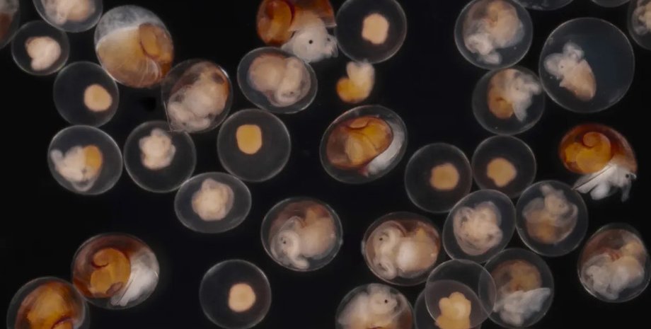 улитка, эмбрион улитки, улитка эмбрион