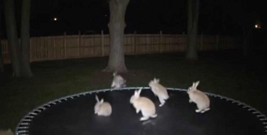 ИИ или правда: ролики с животными на батуте вызвали дискуссию в сети