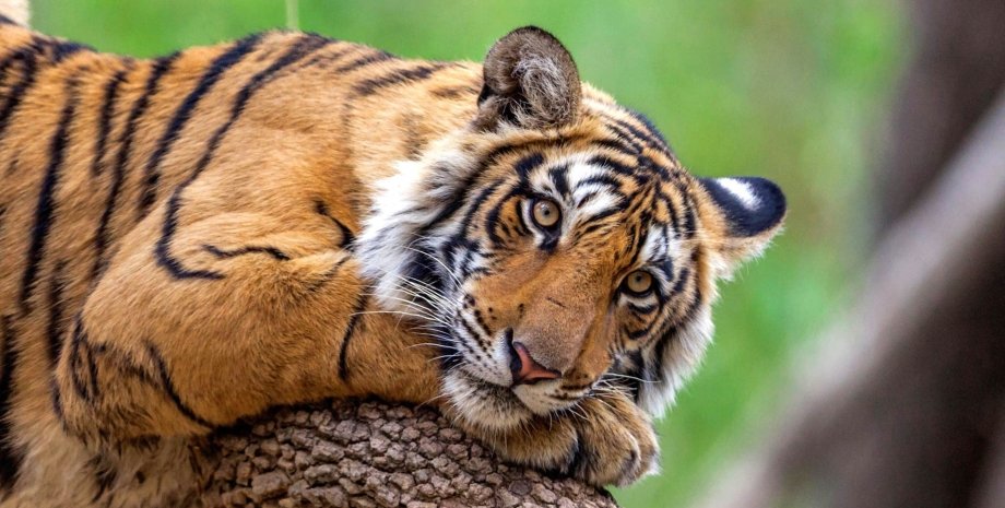 бенгальский тигр, охота, браконьеры