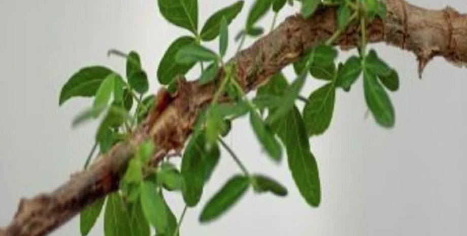 Біблія, насіння, дерево, рослина, Шева, дослідження, сполука, цорі, смола, властивості, торгівля, бальзам, вчені, знахідка, вид