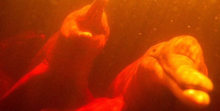 дельфины, смерть дельфинов