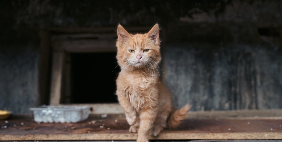 рыжий кот, дворовой кот, подвал