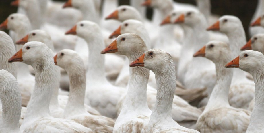 Евросоюз и ряд стран Азии ввели ограничения на импорт птицы из Украины