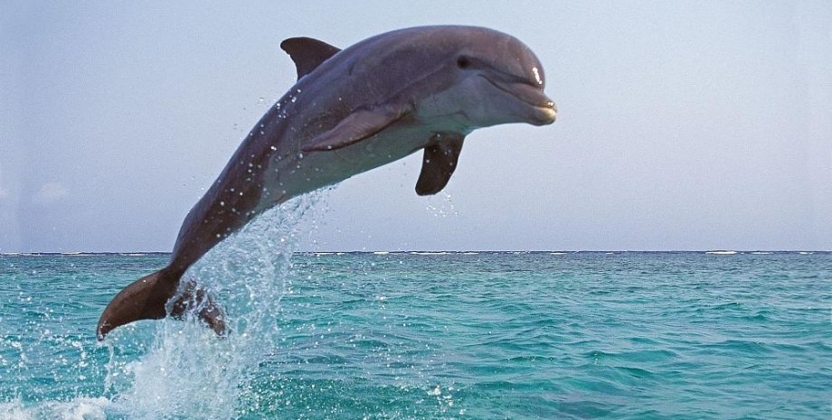 Чорне море, дельфіни в Чорному морі, ЗС РФ, агресія РФ